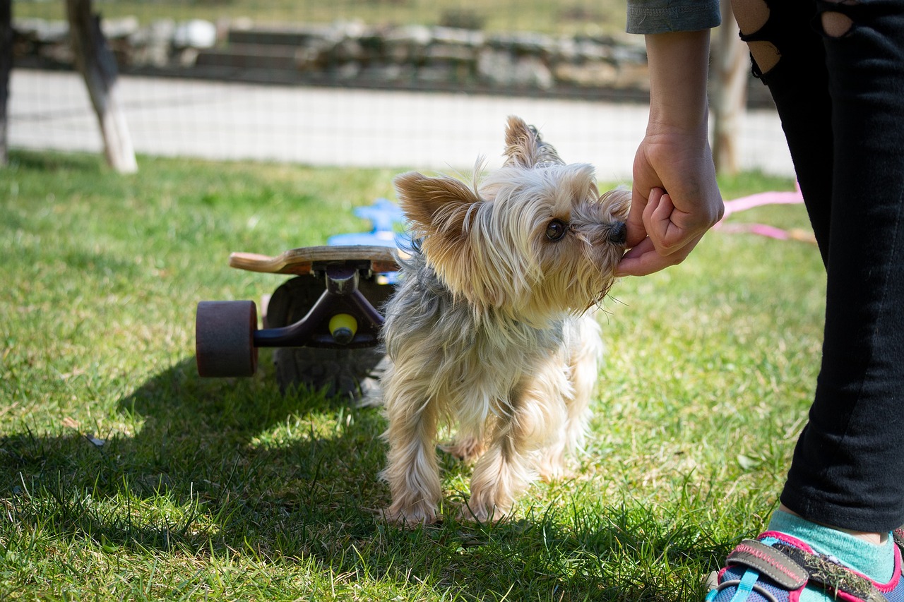 Home Security: How a Dog Can Help